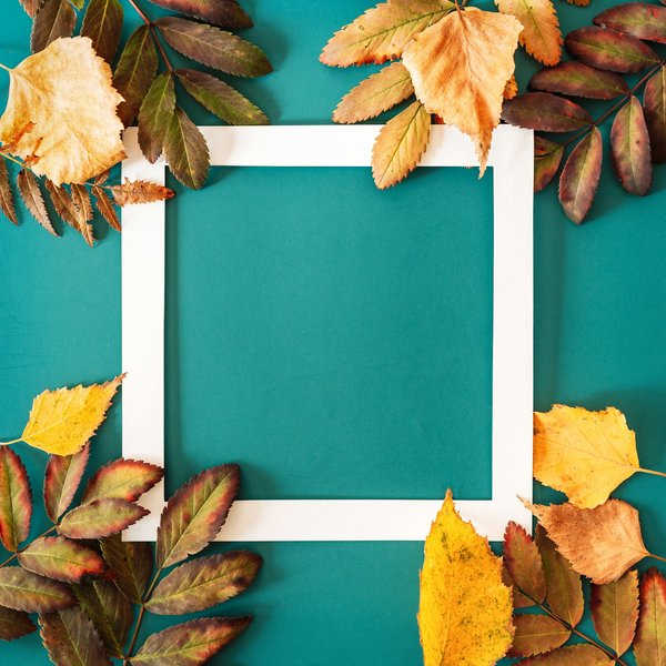 Cadre fleur séchée : élégance naturelle pour votre intérieur